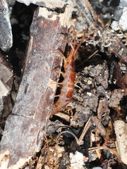 Lithobius