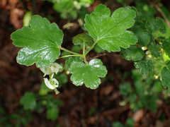 Ribes curvatum