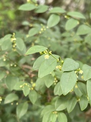 Pseudophyllanthus ovalis