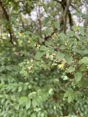 Pseudophyllanthus ovalis