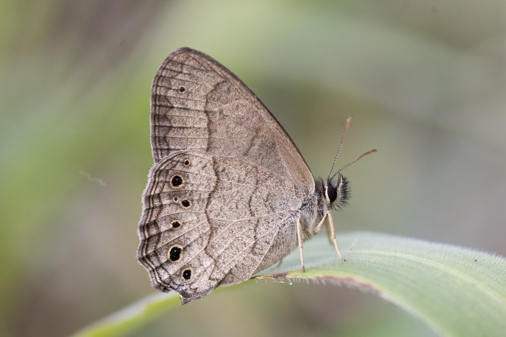 Moneuptychia soter