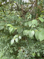 Pseudophyllanthus ovalis