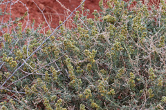 Ambrosia dumosa