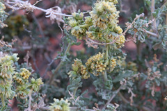 Ambrosia dumosa