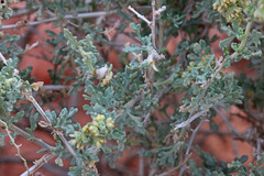 Ambrosia dumosa