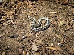 Afrotyphlops schlegelii