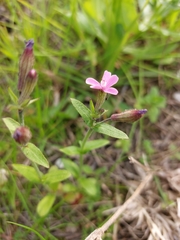 Silene fuscata