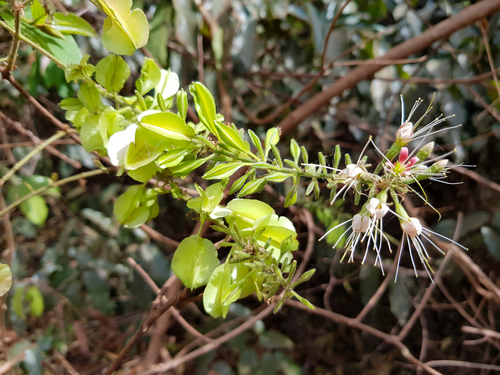 Combretum comosum image