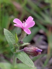 Silene fuscata