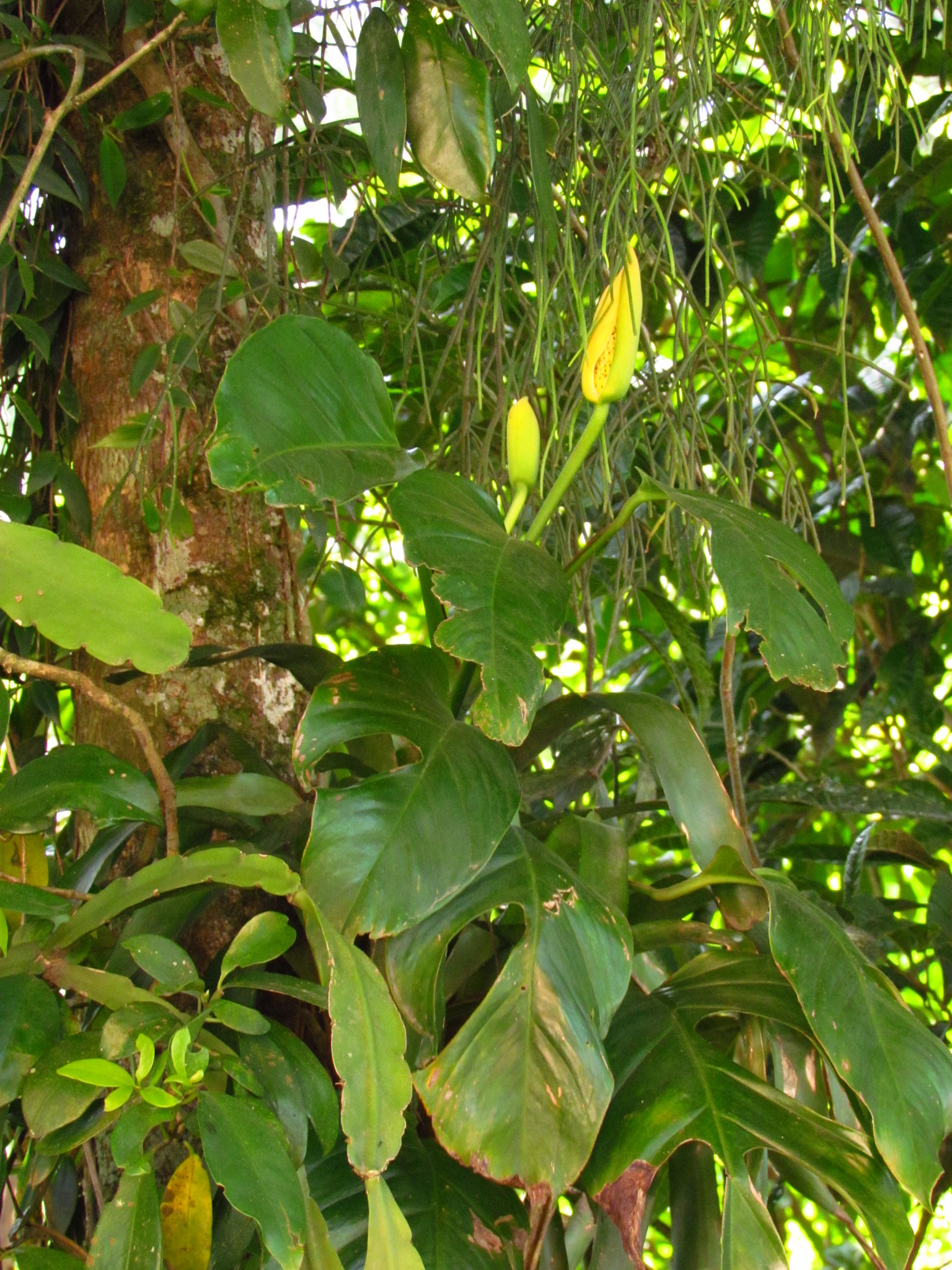 monstera deliciosa cura Monstera deliciosa var sierrana