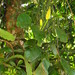 Monstera praetermissa - Photo (c) Flora de Santa Catarina, μερικά δικαιώματα διατηρούνται (CC BY-NC), uploaded by Flora de Santa Catarina