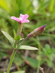 Silene fuscata