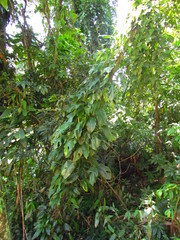 Monstera praetermissa