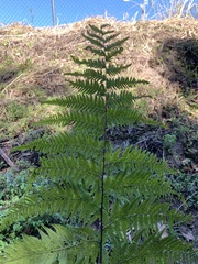 Torres Maiden Fern (Macrothelypteris torresiana)