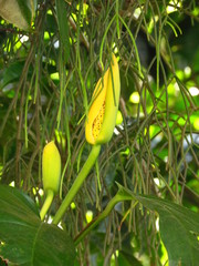 Monstera praetermissa