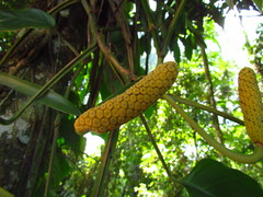 Monstera praetermissa