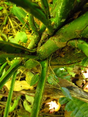 Monstera praetermissa