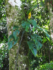 Monstera praetermissa
