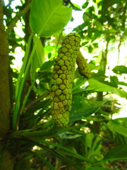 Monstera praetermissa
