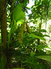 Monstera praetermissa