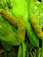 Monstera praetermissa