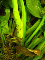 Monstera praetermissa
