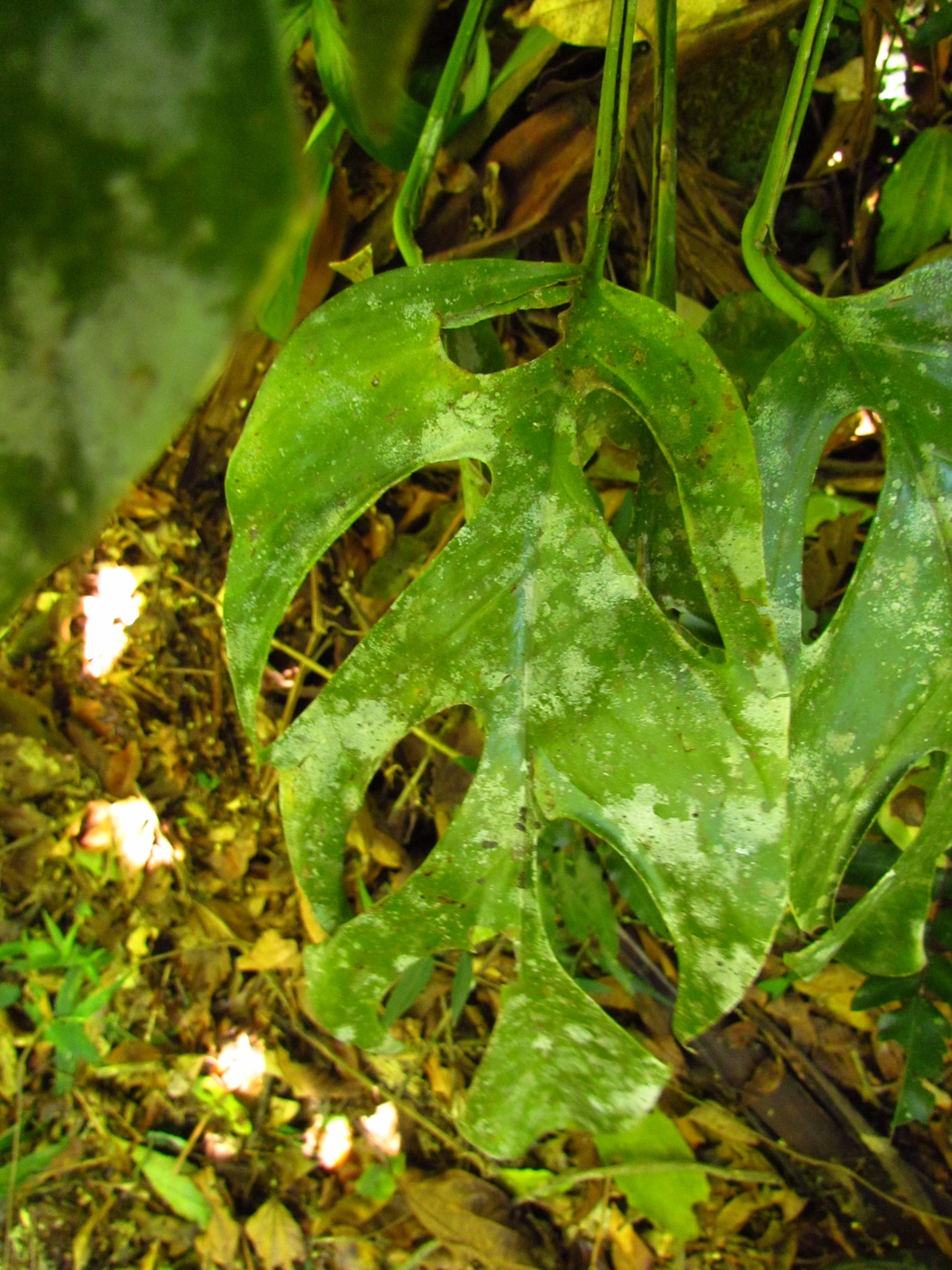 Monstera praetermissa  iNaturalist
