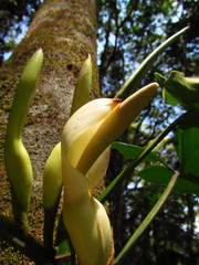 Philodendron appendiculatum