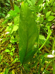 Monstera praetermissa