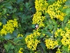 Canary Creeper - Photo (c) Peter Vos, some rights reserved (CC BY-NC), uploaded by Peter Vos