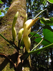 Philodendron appendiculatum
