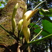 Philodendron appendiculatum - Photo (c) Flora de Santa Catarina, algunos derechos reservados (CC BY-NC), subido por Flora de Santa Catarina