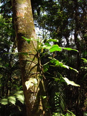 Philodendron appendiculatum