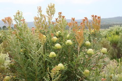 Banksia baxteri