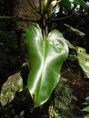 Philodendron appendiculatum