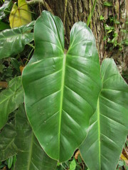 Philodendron appendiculatum
