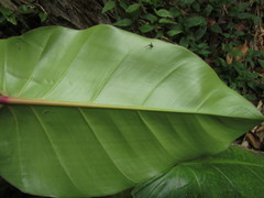 Philodendron appendiculatum