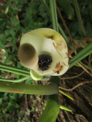 Philodendron appendiculatum