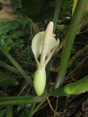 Philodendron appendiculatum