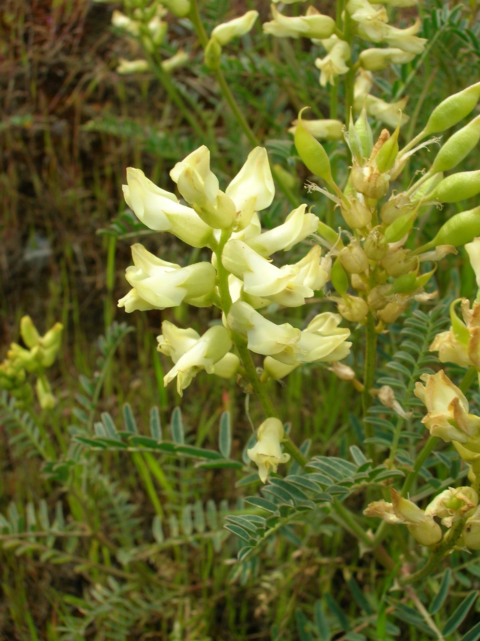 Astragalus asymmetricus
