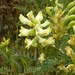 Astragalus asymmetricus - Photo (c) kevinhintsa,  זכויות יוצרים חלקיות (CC BY-NC), הועלה על ידי kevinhintsa