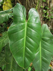 Philodendron appendiculatum