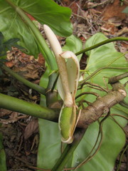 Philodendron appendiculatum