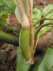 Philodendron appendiculatum