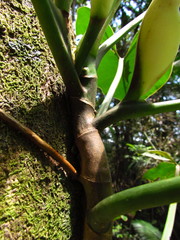 Philodendron appendiculatum