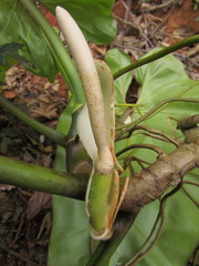 Philodendron appendiculatum