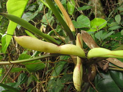 Philodendron appendiculatum
