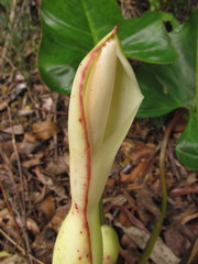 Philodendron appendiculatum