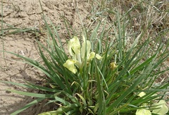 Iris potaninii