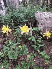 Aquilegia desertorum